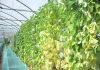 Кулисы тоже состоят из овощных культур, которые годятся в пищу