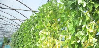 Кулисы тоже состоят из овощных культур, которые годятся в пищу