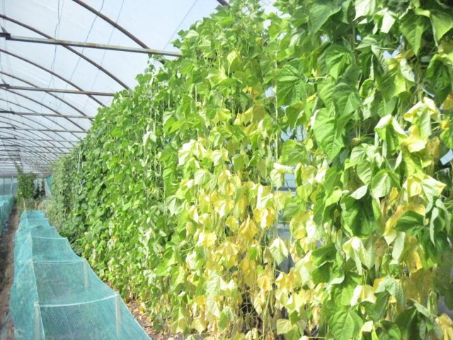 Кулисы тоже состоят из овощных культур, которые годятся в пищу