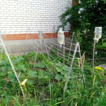 Есть варианты полива с подвешенными бутылками и закреплёнными в них медицинскими капельницами Есть варианты полива с подвешенными бутылками и закреплёнными в них медицинскими капельницами