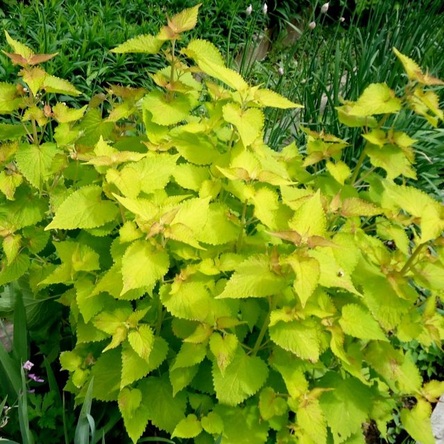 Агастахе «Золотой юбилей» (Agastache ‘Golden Jubilee’) выделяется очень солнечной окраской Агастахе «Золотой юбилей» (Agastache ‘Golden Jubilee’) выделяется очень солнечной окраской