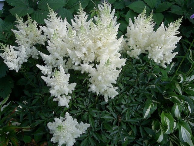 Астильба «Диамонд» (Astilbe 'Diamond') Астильба «Диамонд» (Astilbe 'Diamond')