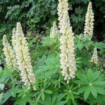 Белый люпин (Lupinus) Белый люпин (Lupinus)