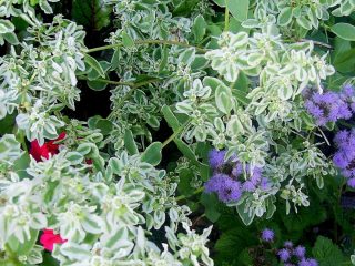 Молочай окаймленный (Euphorbia marginata) декоративный в течение всего периода роста Молочай окаймленный (Euphorbia marginata) декоративный в течение всего периода роста