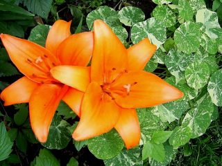Настурция «Аляска» (Tropaeolum 'Alaska') удачно дополняет лилии, прикрывая им голенастые ноги и оттеняя нежными тонами Настурция «Аляска» (Tropaeolum 'Alaska') удачно дополняет лилии, прикрывая им голенастые ноги и оттеняя нежными тонами