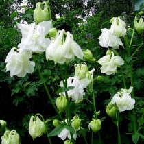 Белый махровый водосбор, или аквилегия (Aquilegia) Белый махровый водосбор, или аквилегия (Aquilegia)