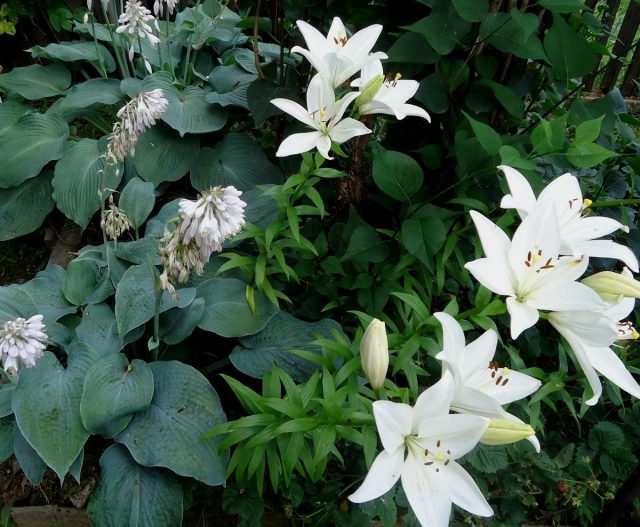Хосты «Блу Маммут» (Hosta 'Blue Mammoth') и «Блу Веджвуд» ('Blue Wedgwoot') с белой лилией «Брайт Диамонд» (Lilium 'Bright Diamond') Хосты «Блу Маммут» (Hosta 'Blue Mammoth') и «Блу Веджвуд» ('Blue Wedgwoot') с белой лилией «Брайт Диамонд» (Lilium 'Bright Diamond')