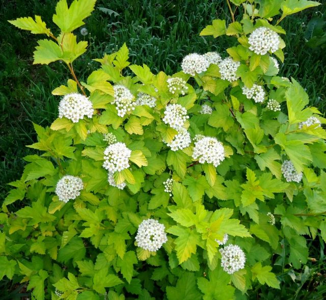 Пузыреплодник калинолистный «Наггет» (Physocarpus opulifolius 'Nugget') — чрезвычайно жизнелюбивое растение Пузыреплодник калинолистный «Наггет» (Physocarpus opulifolius 'Nugget') — чрезвычайно жизнелюбивое растение