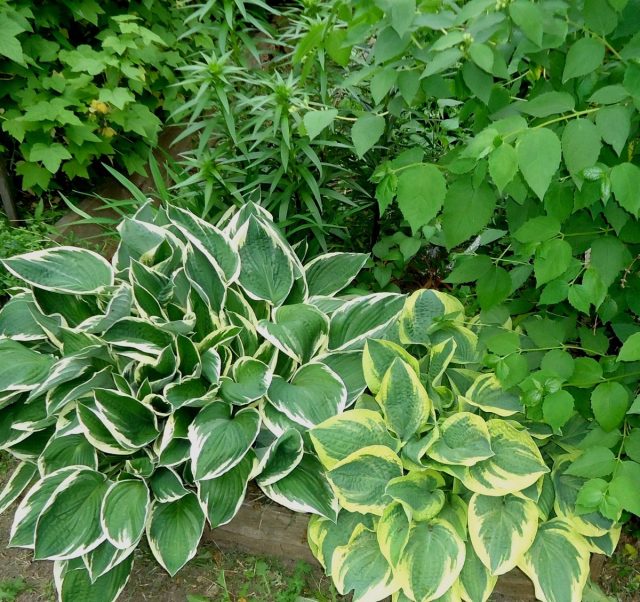 Хосты «Фрэнси» (Hosta 'Francee') и «Вайд Брим» ('Wide Brim') Хосты «Фрэнси» (Hosta 'Francee') и «Вайд Брим» ('Wide Brim')