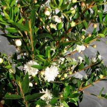 Мирт обыкновенный (Myrtus communis), сорт 'Flore Pleno' Мирт обыкновенный (Myrtus communis), сорт 'Flore Pleno'