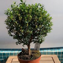 Мирт обыкновенный (Myrtus communis), сорт 'Tarentina' Мирт обыкновенный (Myrtus communis), сорт 'Tarentina'