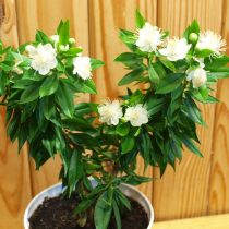 Мирт обыкновенный (Myrtus communis), сорт 'Boetica' Мирт обыкновенный (Myrtus communis), сорт 'Boetica'