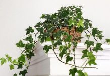 Комнатный плющ — классика вертикального озеленения помещений