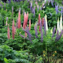 Люпин (Lupinus) улучшает структуру почвы и обогащает её азотом Люпин (Lupinus) улучшает структуру почвы и обогащает её азотом