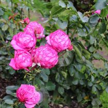 Розы (Rosa) хорошо растут на влажных слабокислых почвах Розы (Rosa) хорошо растут на влажных слабокислых почвах