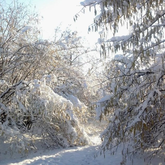 Цветущий фундук в снегу Цветущий фундук в снегу