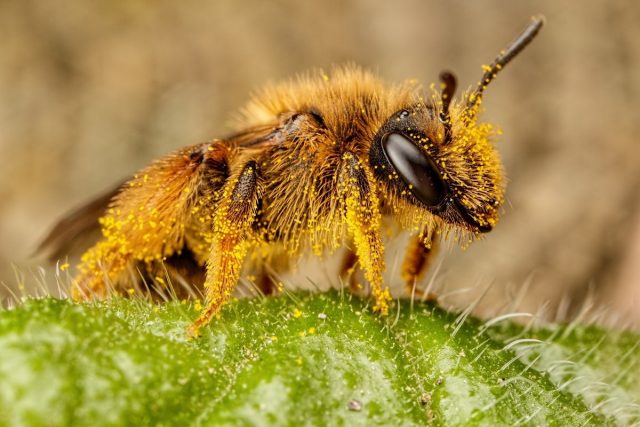 Пчёлы — лидеры по сбору пыльцы