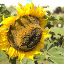 Подсолнечник «Титан» (Helianthus 'Titan') Подсолнечник «Титан» (Helianthus 'Titan')