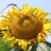 Подсолнечник «Монгольский гигант» (Helianthus 'Mongolian Giant') Подсолнечник «Монгольский гигант» (Helianthus 'Mongolian Giant')