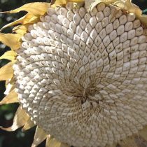 Подсолнечник «Тараумара» (Helianthus 'Tarahumara') Подсолнечник «Тараумара» (Helianthus 'Tarahumara')