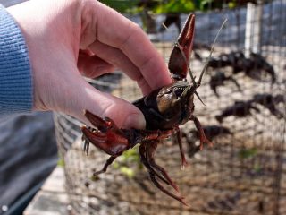 Широкопалый рак (Astacus astacus) Широкопалый рак (Astacus astacus)