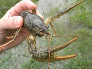 Длиннопалый рак (Pontostacus leptodactylus) Длиннопалый рак (Pontostacus leptodactylus)