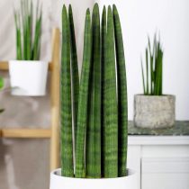 Сансевиерия цилиндрическая (Sansevieria cylindrica) Сансевиерия цилиндрическая (Sansevieria cylindrica)