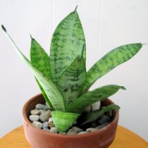 Сансевиерия Хана (Sansevieria hahnii) Сансевиерия Хана (Sansevieria hahnii)
