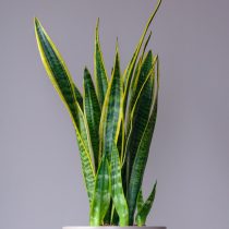Сансевиерия трехполосая (Sansevieria trifasciata) Сансевиерия трехполосая (Sansevieria trifasciata)