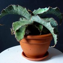 Сансевиерия Кирка (Sansevieria kirkii) Сансевиерия Кирка (Sansevieria kirkii)