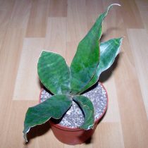 Сансевиерия гиацинтовая (Sansevieria hyacinthoides)