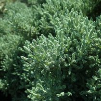 Сантолина розмаринолистная (Santolina rosmarinifolia) Сантолина розмаринолистная (Santolina rosmarinifolia)