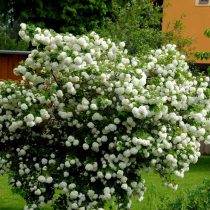 Калина обыкновенная (Viburnum opulus) — знатная любительница кислых влажных грунтов Калина обыкновенная (Viburnum opulus) — знатная любительница кислых влажных грунтов