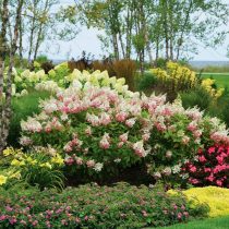 Почва с повышенной кислотностью — настоящий рай для гортензии (Hydrangea) Почва с повышенной кислотностью — настоящий рай для гортензии (Hydrangea)