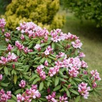 За все труды и хлопоты рододендрон (Rhododendron) вознаградит божественным цветением За все труды и хлопоты рододендрон (Rhododendron) вознаградит божественным цветением