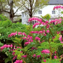 Дицентра (Dicentra) абсолютно нетребовательна к условиям выращивания и будет рада минимальному уходу Дицентра (Dicentra) абсолютно нетребовательна к условиям выращивания и будет рада минимальному уходу