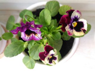 Фиалка трехцветная (Viola tricolor) Фиалка трехцветная (Viola tricolor)