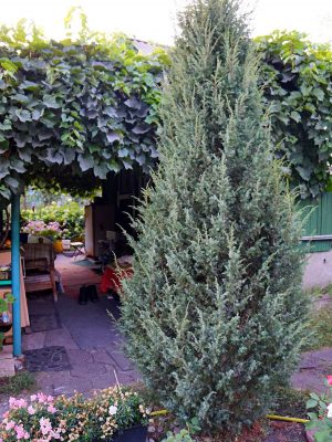 Можжевельник обыкновенный (Juniperus communis) Можжевельник обыкновенный (Juniperus communis)