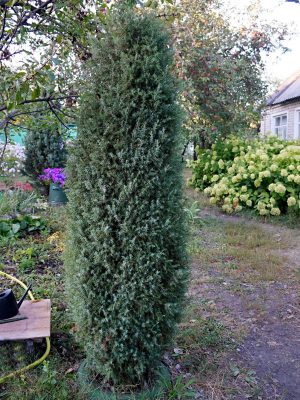 Можжевельник «Суэцика» (Juniperus communis Suesica) имеет более узкую клоновидную форму Можжевельник «Суэцика» (Juniperus communis Suesica) имеет более узкую клоновидную форму