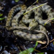 Водяной уж (Natrix tesellata) Водяной уж (Natrix tesellata)