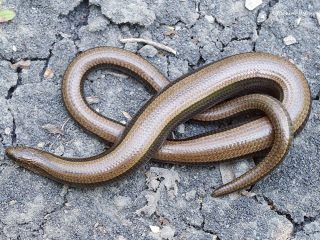Веретеница ломкая (Anguis fragilis) Веретеница ломкая (Anguis fragilis)