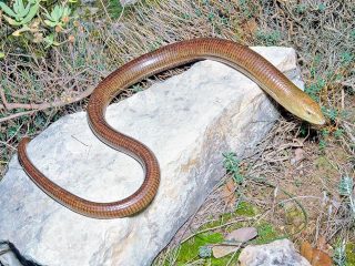 Желтопузик (Pseudopus apodus) Желтопузик (Pseudopus apodus)