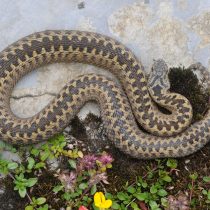 Гадюка обыкновенная (Vipera berus) Гадюка обыкновенная (Vipera berus)