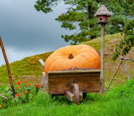 7 сортов самых крупных тыкв и рекомендации по их выращиванию