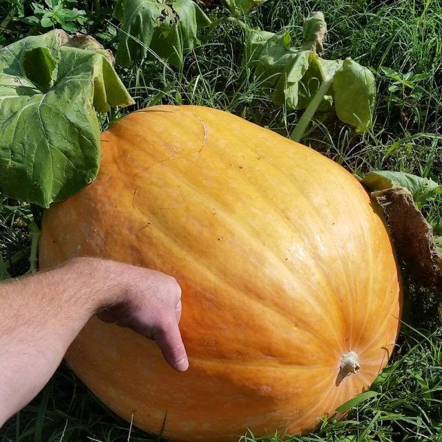 Тыква «Атлант», или «Атлантик Гигант» (Atlantic Giant Pumpkin) Тыква «Атлант», или «Атлантик Гигант» (Atlantic Giant Pumpkin)