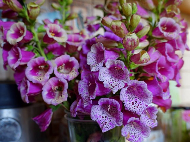 Наперстянка пурпурная (Digitalis purpurea) Наперстянка пурпурная (Digitalis purpurea)