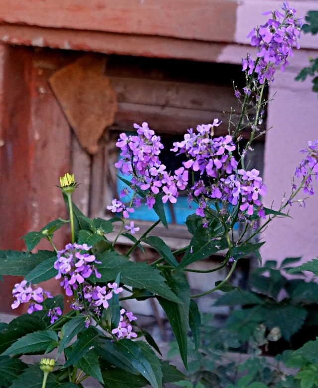 Гесперис (Hesperis matronalis) Гесперис (Hesperis matronalis)