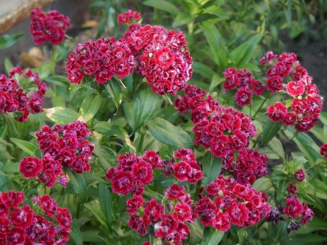 Гвоздика турецкая, или Барбатус (Dianthus barbatus) Гвоздика турецкая, или Барбатус (Dianthus barbatus)