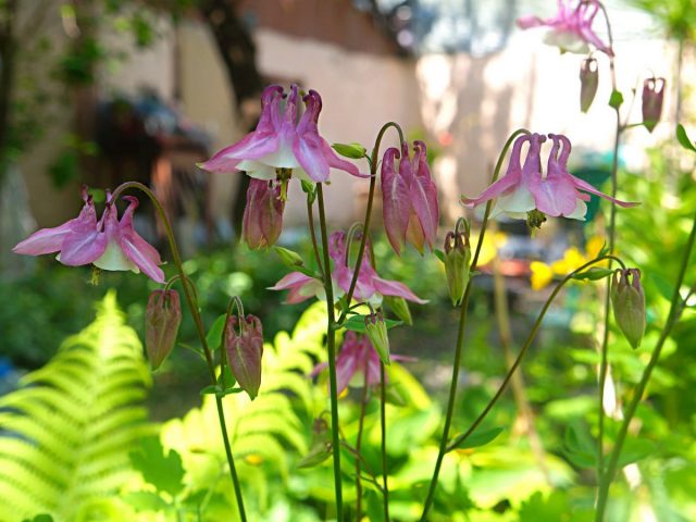 Аквилегия (Aquilegia) Аквилегия (Aquilegia)