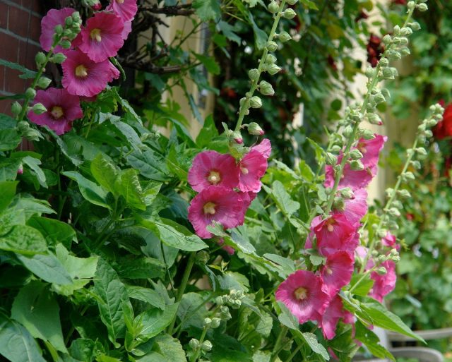 Мальва, или Шток-роза (Alcea) Мальва, или Шток-роза (Alcea)